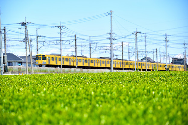茶畑と黄色い電車