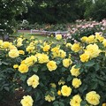 Photos: 植物園　バラ