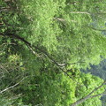 写真: 044 オオムラサキの集まる木