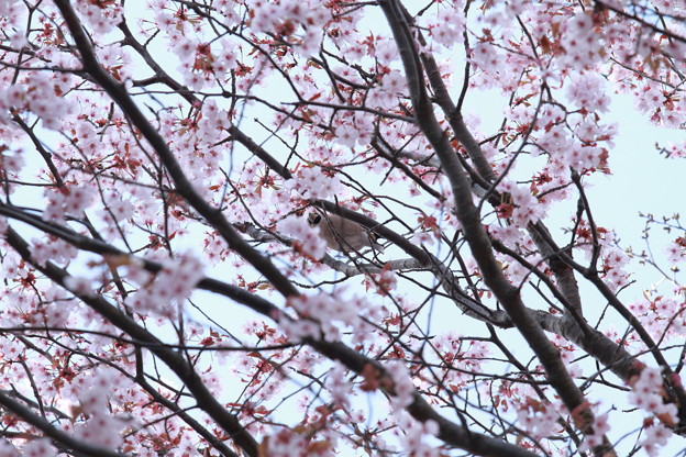 写真: 桜と強面