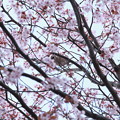 写真: 桜と強面