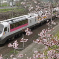 写真: 桜で見送り