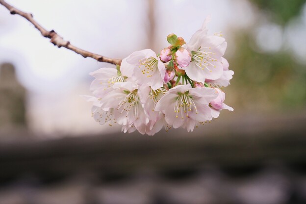 写真: 涅槃桜