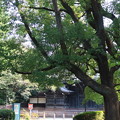 写真: 上野公園から黒門　ノーマルバージョン