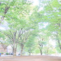 写真: 上野公園　ハイキーバージョン