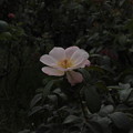 写真: 与野公園のバラ ２
