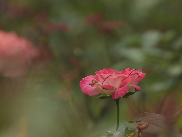写真: 与野公園のバラ１０