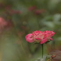 写真: 与野公園のバラ１０