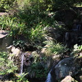 写真: 大宮公園の日本庭園