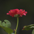 写真: 与野公園のバラ16