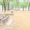 写真: 上野公園にて　ハイキーバージョン