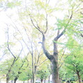 写真: 上野公園にて　ハイキーバージョン