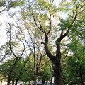 Photos: 上野公園にて　ノーマルバージョン