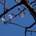 Photos: 狂い咲き