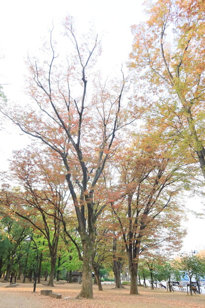 上野公園の紅葉　ハイキーバージョン