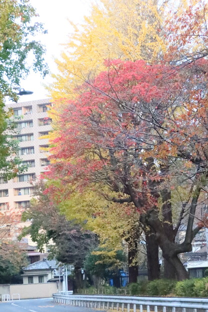 上野界隈の紅葉