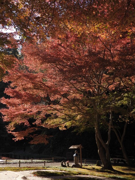 鎌倉明月院の紅葉