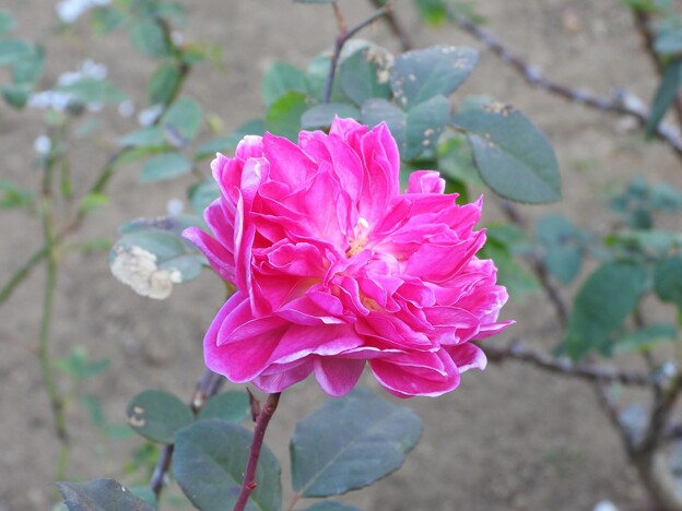 写真: 戸田市BZ花壇のバラ