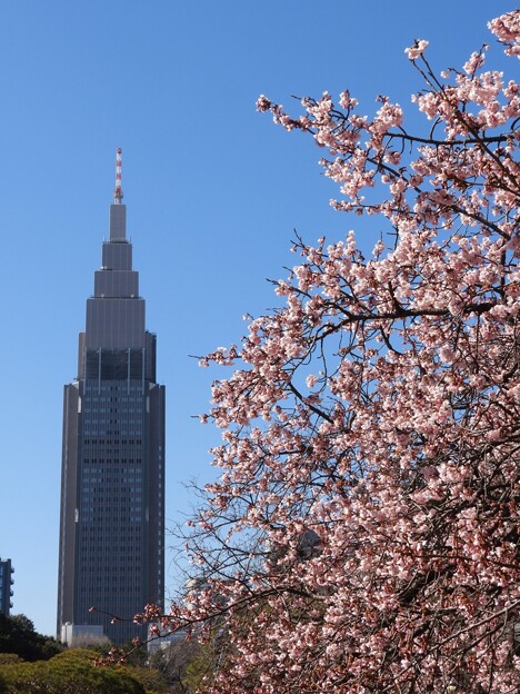 寒桜とドコモタワー