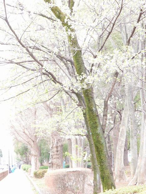 写真: 上野公園の桜