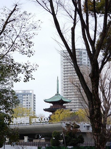 写真: 上野動物園と五重塔