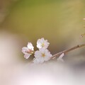 写真: 上野の桜