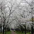 戸田市の桜並木