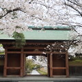 写真: 戸田の桜