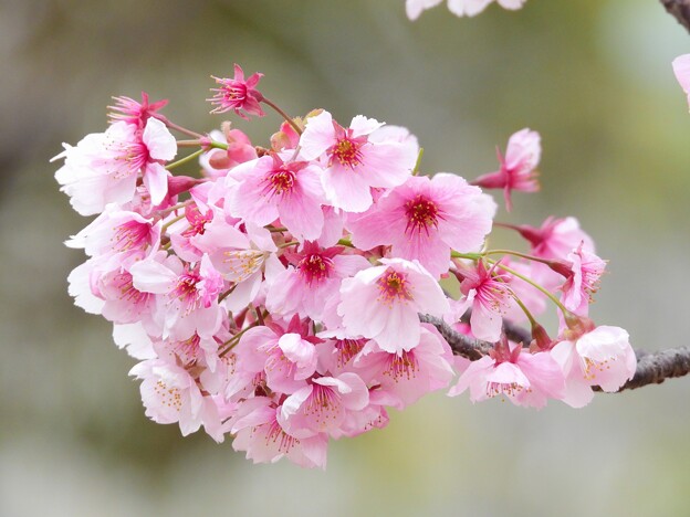 お台場の桜