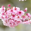 写真: お台場の桜