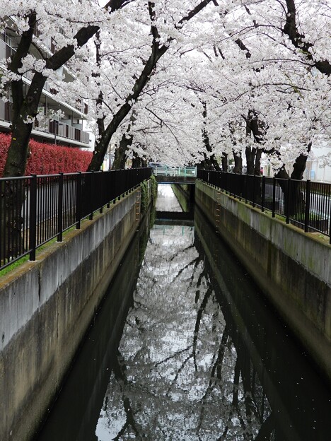 戸田市の桜