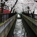 写真: 戸田市の桜
