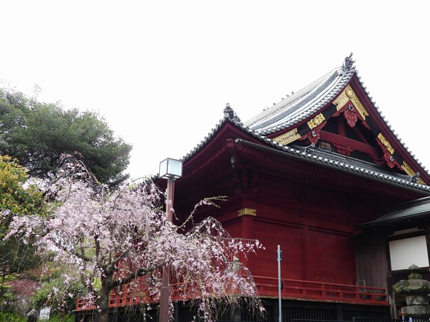 写真: 寛永寺清水観音堂と枝垂れ桜
