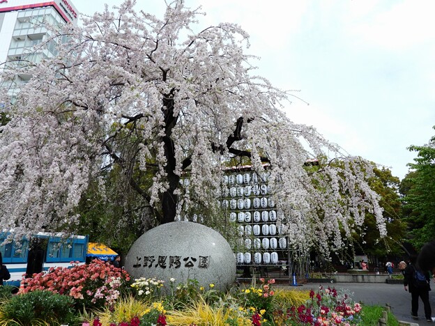 写真: 上野公園にて　枝垂れ桜