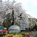 上野公園にて　枝垂れ桜