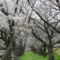 写真: 荒川土手の桜