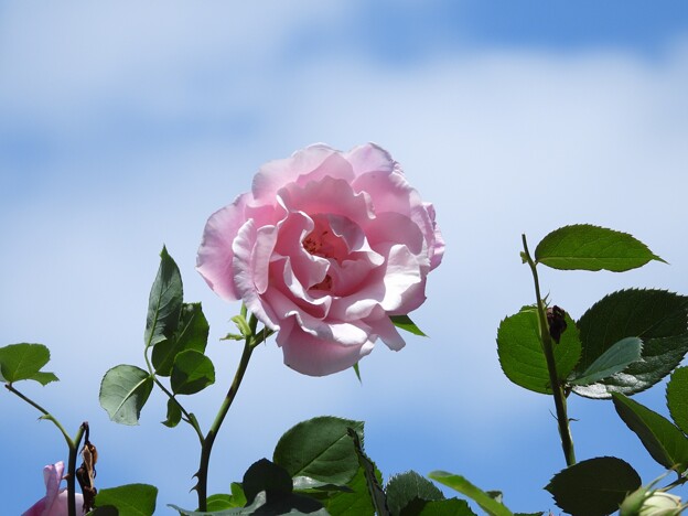 戸田市ＢＺ花壇の薔薇