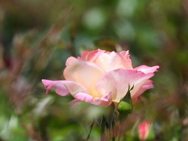 与野本町駅前花壇のバラ