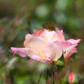 写真: 与野本町駅前花壇のバラ