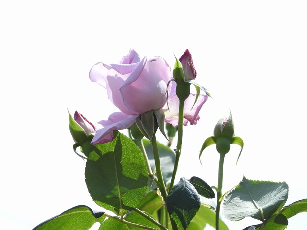 戸田市ＢＺ花壇の薔薇
