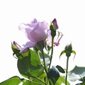 写真: 戸田市ＢＺ花壇の薔薇