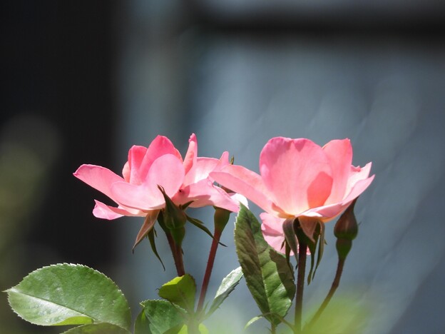 与野本町駅前花壇のバラ