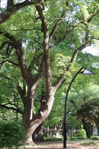 今朝の上野公園