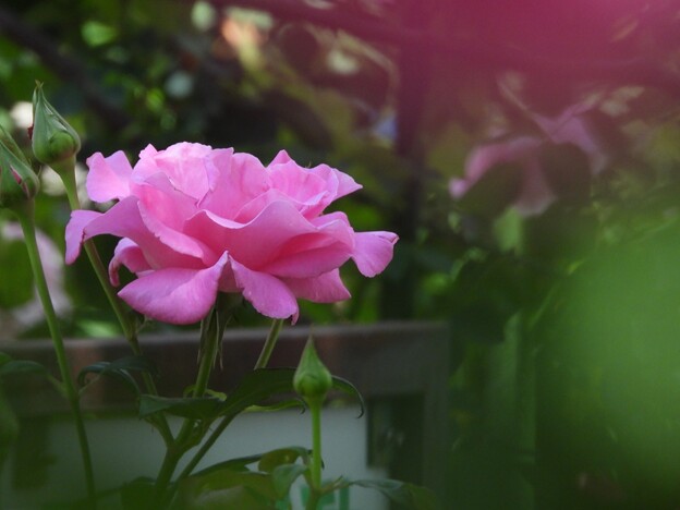ＢＺ花壇の薔薇