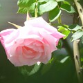 写真: 戸田市ＢＺ花壇の薔薇