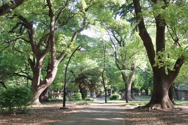 新緑の上野公園