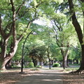 写真: 新緑の上野公園