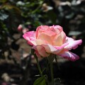 写真: 与野本町駅前花壇のバラ