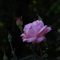 写真: 与野公園の薔薇