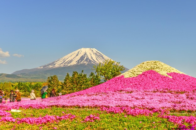 写真: 富士には芝桜が良く似合う・・・(*´з`)